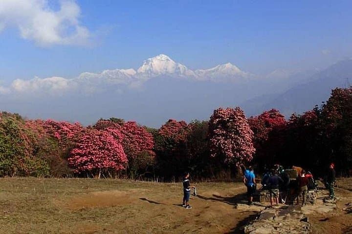 Ghorepani Poon Hill Trek from Kathmandu — Short Annapurna Trek & Sunrise Views photo 4
