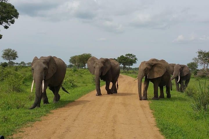 2-Day Mikumi Safari from Dar es Salaam — Game Drives & Park Lodging photo 3