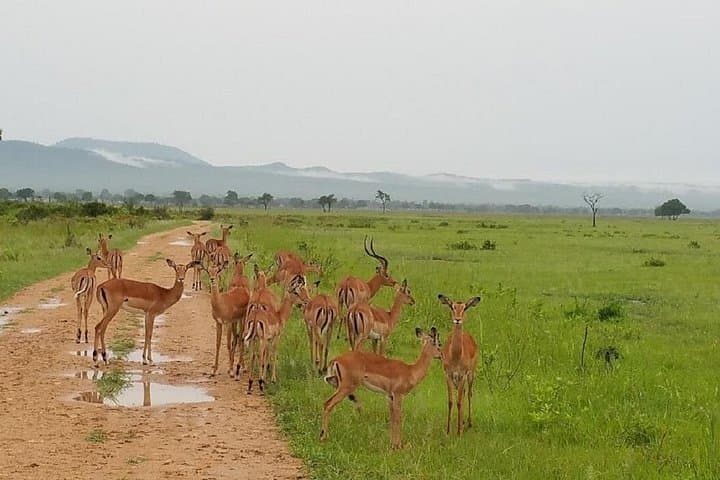 2-Day Mikumi Safari from Dar es Salaam — Game Drives & Park Lodging photo 4