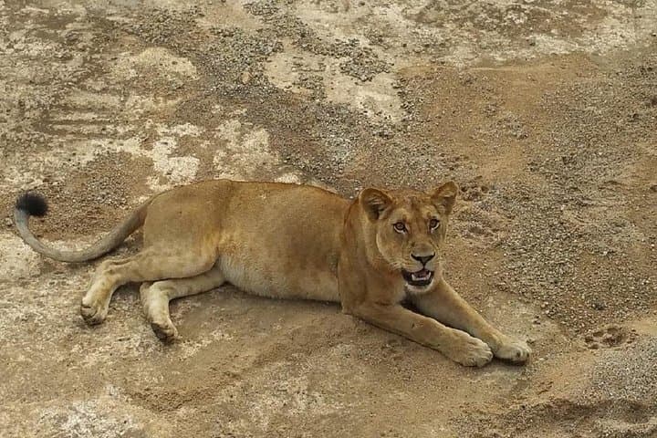 2-Day Mikumi Safari from Dar es Salaam — Game Drives & Park Lodging photo 5