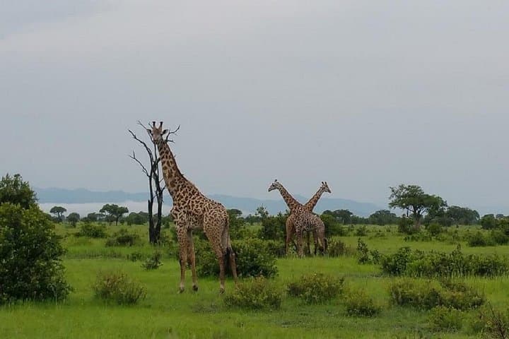 2-Day Mikumi Safari from Dar es Salaam — Game Drives & Park Lodging photo 6