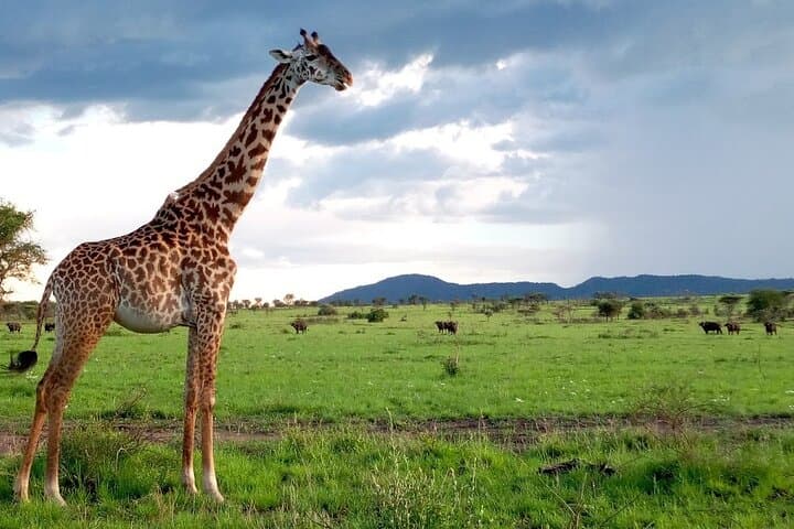 7-Day Kilimanjaro Trek & Northern Tanzania Safari: Kilimanjaro, Tarangire, Serengeti, Ngorongoro & Lake Manyara photo 3