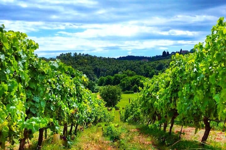 Lucca Countryside Bike Ride & Wine Tasting at a Family Winery photo 4