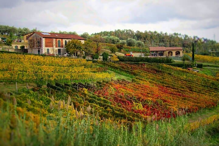 Lucca Countryside Bike Ride & Wine Tasting at a Family Winery photo 5