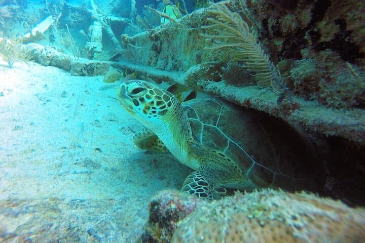 Discover Scuba in Key Largo: Beginner Reef Dives with a Professional Instructor photo 6