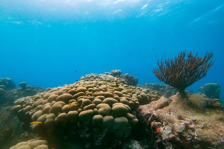 Private Eco-Friendly Snorkel Tour in Aruba — Two Shore-Based Stops with Turtle Viewing photo 3