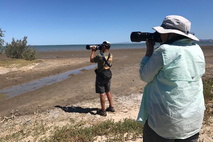 Birdwatching La Paz: 4-Hour Wetland & Shorebird Tour