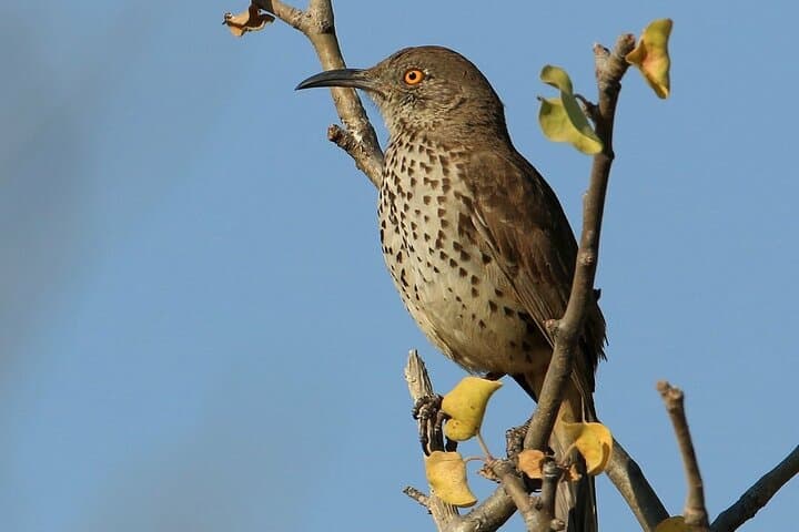 Birdwatching La Paz: 4-Hour Wetland & Shorebird Tour photo 2
