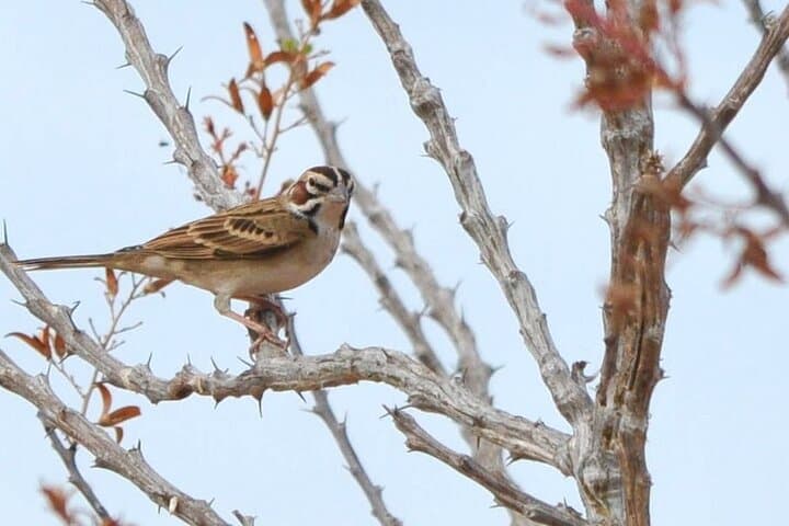 Birdwatching La Paz: 4-Hour Wetland & Shorebird Tour photo 3
