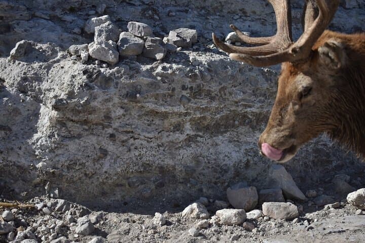 Private Africam Safari Experience: Up-Close Wildlife Tour Near Puebla photo 3
