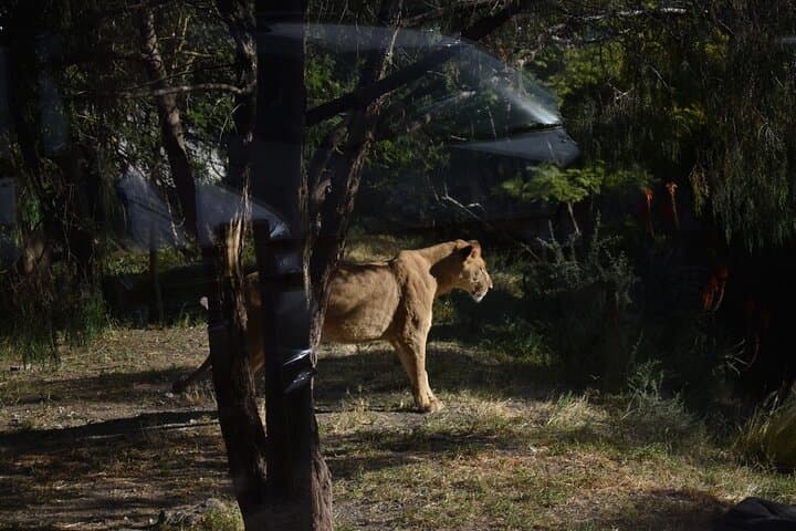 Private Africam Safari Experience: Up-Close Wildlife Tour Near Puebla photo 4