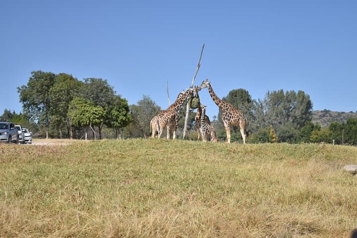 Private Africam Safari Experience: Up-Close Wildlife Tour Near Puebla