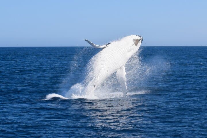 Wilsons Prom Whale Cruise: Catamaran Whale Watching at Wilsons Promontory photo 4