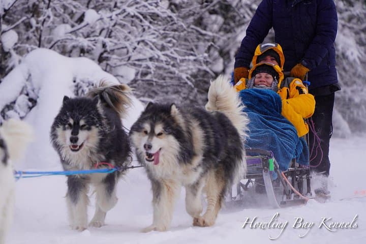 Dog Sled Adventure near Fairbanks: Howling Bay Kennel 1–2 Hour Mushing Experience photo 1