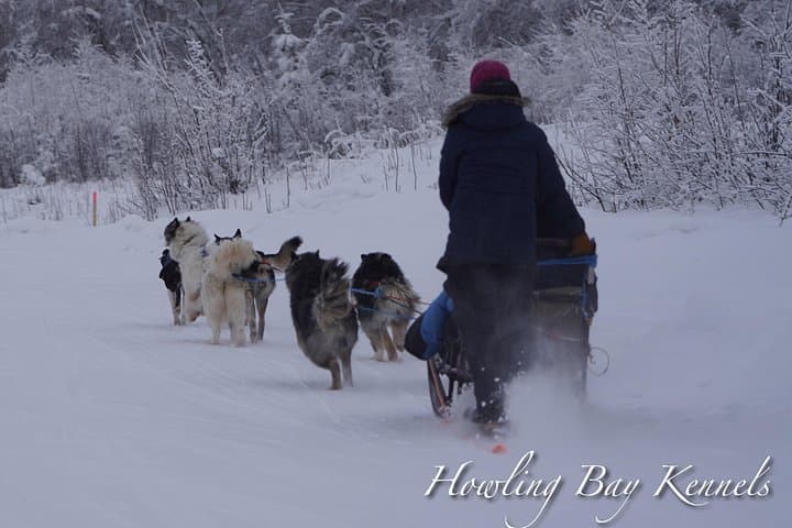Dog Sled Adventure near Fairbanks: Howling Bay Kennel 1–2 Hour Mushing Experience photo 2
