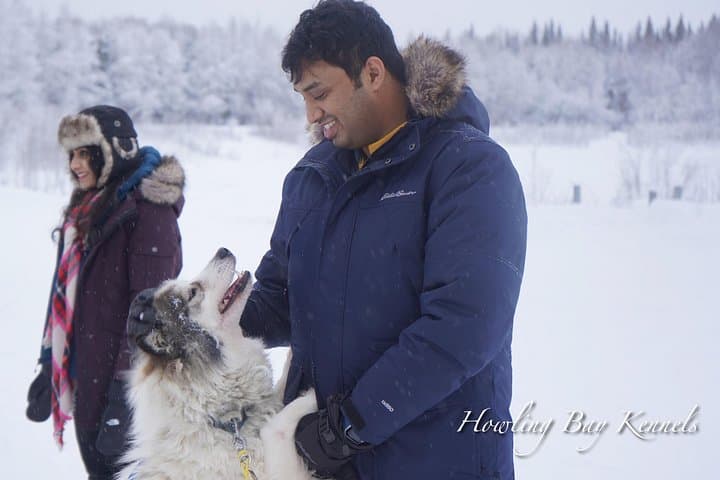 Dog Sled Adventure near Fairbanks: Howling Bay Kennel 1–2 Hour Mushing Experience photo 3