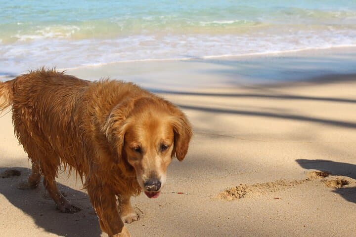 Beginner Surf Lessons on Oahu's North Shore with Lifeguard-Led Turtle Tours photo 4