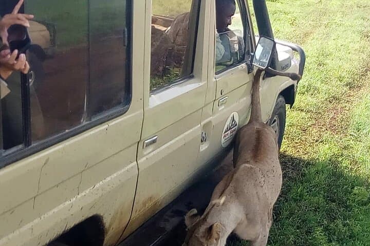 4-Day Big Five Safari & Hadzabe Cultural Experience: Tarangire to Ngorongoro photo 3