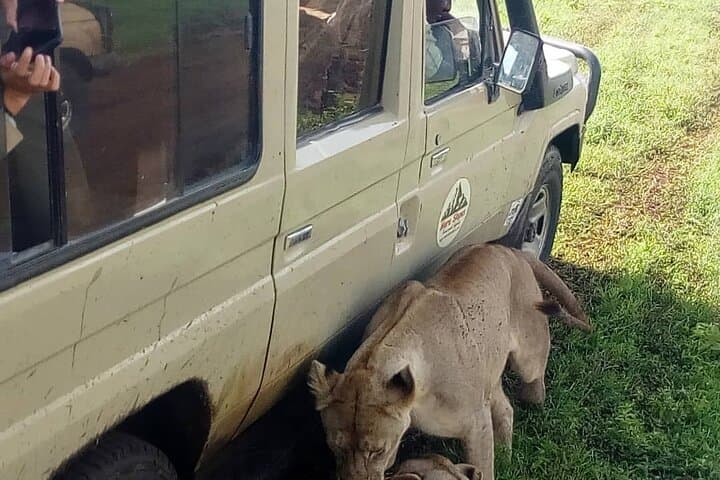 4-Day Big Five Safari & Hadzabe Cultural Experience: Tarangire to Ngorongoro photo 4