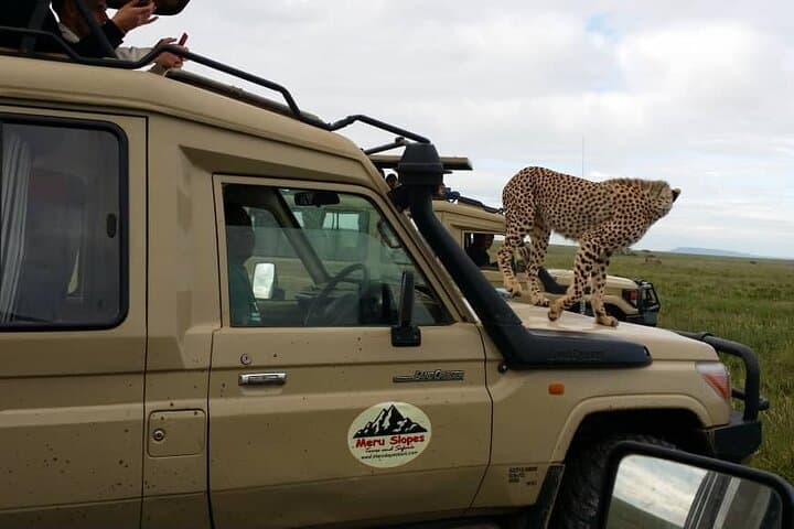 6-Day Tanzania Budget Camping Safari: Serengeti, Ngorongoro & Tarangire Wildlife Tour photo 5