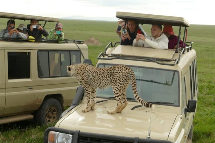 6-Day Tanzania Budget Camping Safari: Serengeti, Ngorongoro & Tarangire Wildlife Tour photo 6