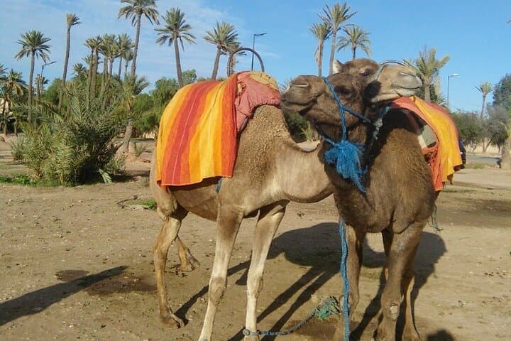 Camel Ride in Marrakech Palmeraie: 90-Minute Camel Tour with Berber Visit photo 5