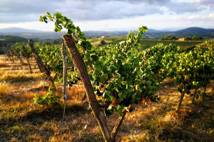 Chianti Classico E‑bike Tour: Ride Through Sangiovese Hills and Olive Groves photo 2