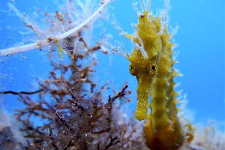 Qualified Diver One‑Tank Aegean Dive in Mykonos photo 2