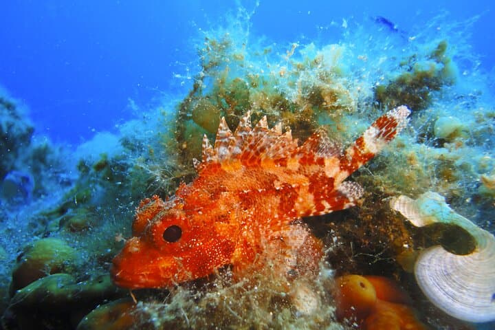 Discover Scuba Diving in Mykonos: Paradise House Reef Intro Dive photo 5