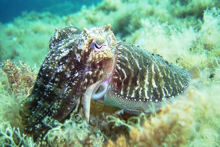 Discover Scuba Diving in Mykonos: Paradise House Reef Intro Dive photo 4