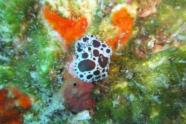 Discover Scuba Diving in Mykonos: Paradise House Reef Intro Dive photo 6