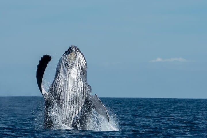 Cabo San Lucas Whale Watching Cruise: Breakfast, Open Bar & Land's End Views photo 2