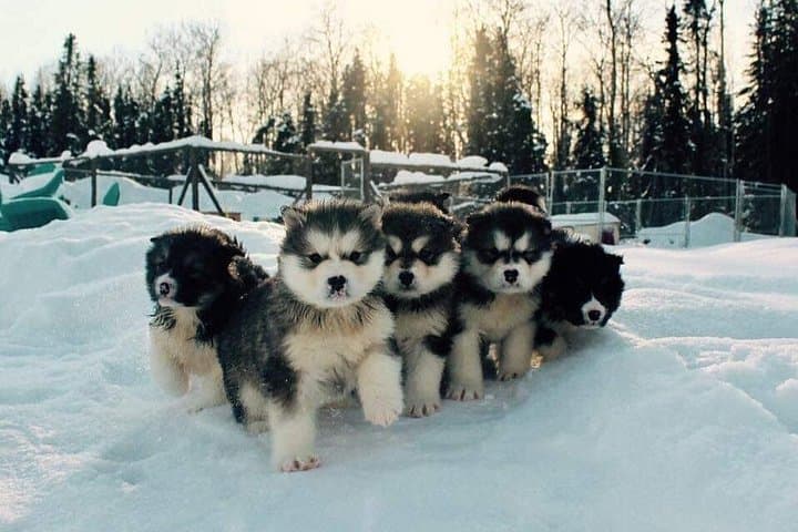Dog Sled Adventure near Fairbanks: Howling Bay Kennel 1–2 Hour Mushing Experience photo 4