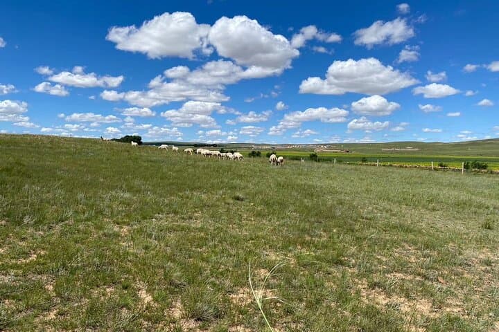 Huitengxile Grassland Day Trip from Hohhot — Private Full-Day Tour photo 2