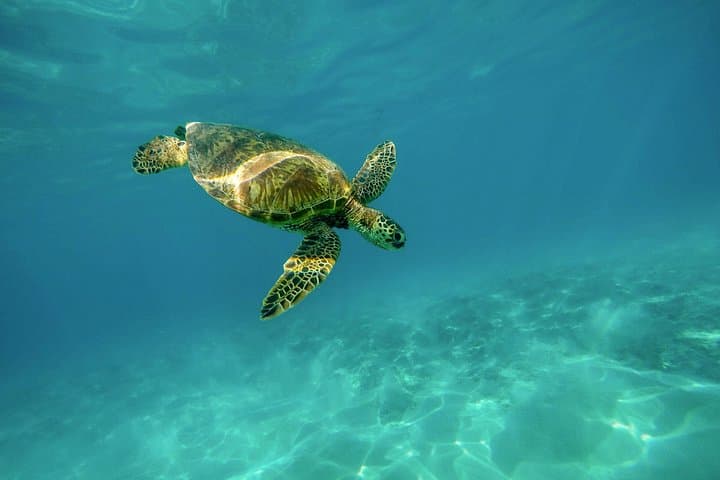 Swim with Turtles at Cook Island — Gold Coast Snorkel Adventure photo 2