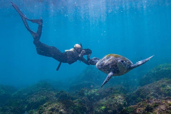 Swim with Turtles at Cook Island — Gold Coast Snorkel Adventure photo 3