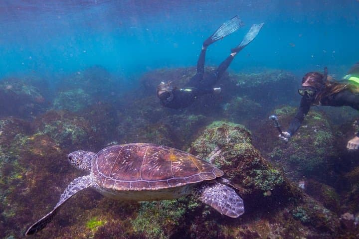 Swim with Turtles at Cook Island — Gold Coast Snorkel Adventure photo 4