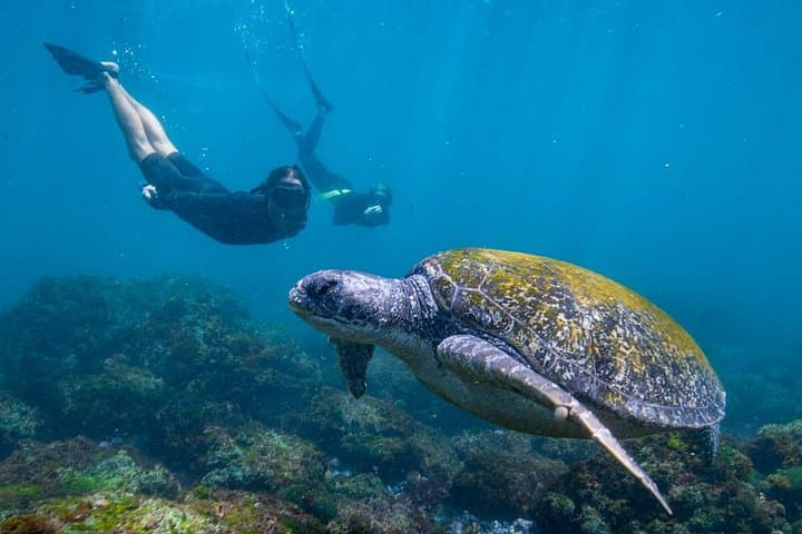 Swim with Turtles at Cook Island — Gold Coast Snorkel Adventure photo 1
