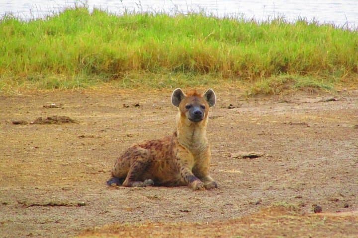 3-Day Tsavo West and Amboseli Safari — Elephants, Mzima Springs & Kilimanjaro Views photo 2