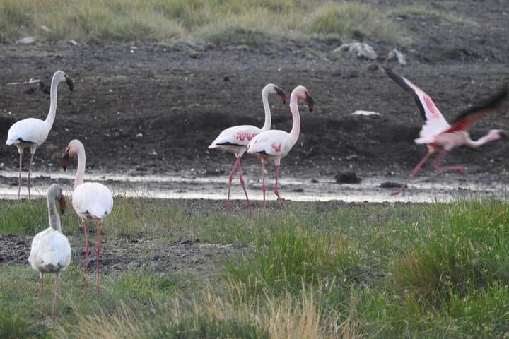 Tarangire Day Safari from Arusha — Private Game Drive to See Elephant Herds photo 6