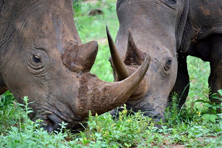 4-Day Hluhluwe-Imfolozi & St Lucia Safari from Durban: Big Five, Hippos & Cape Vidal photo 2