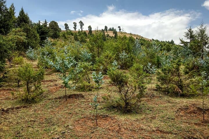 Menagesha Suba State Forest Day Trip: Birding & Wechecha Hike from Addis Ababa photo 2