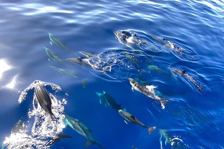 Madeira Whale and Dolphin Watching from Quinta do Lorde Marina photo 2