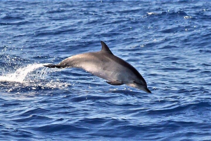 Madeira Whale and Dolphin Watching from Quinta do Lorde Marina photo 3