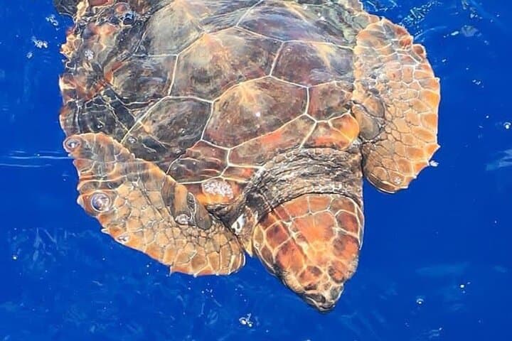 Madeira Whale and Dolphin Watching from Quinta do Lorde Marina photo 5