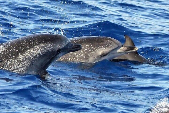 Madeira Whale and Dolphin Watching from Quinta do Lorde Marina photo 4