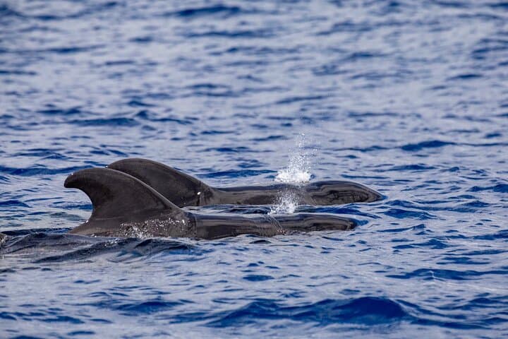Madeira Whale and Dolphin Watching from Quinta do Lorde Marina photo 6