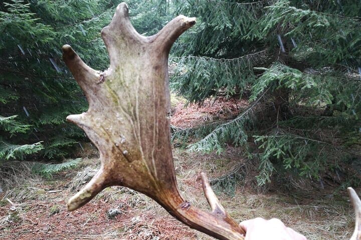Evening Wildlife Safari & Campfire Dinner near Stockholm — Moose, Forest Walks & Night Viewing photo 4