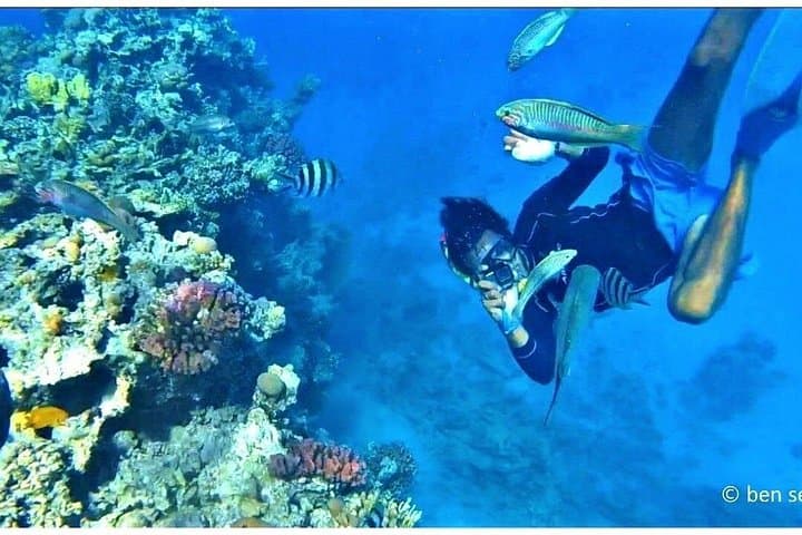 Intro Scuba Diving in Sharm El Sheikh — Day Dives to Temple and Shore Reefs photo 4