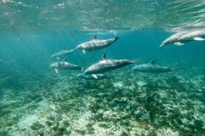 Kizimkazi Dolphin Encounter: Zanzibar Boat Tour and Swim photo 2